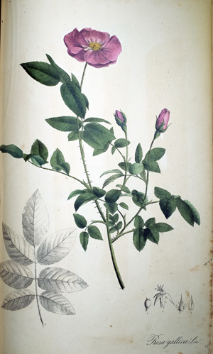Zuckerrose Rosa gallica